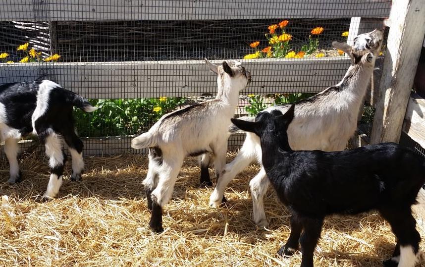 Newborn Goats