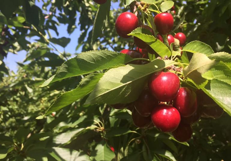 Ambers Cherry Farm