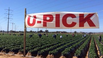 Southern California U-Pick Farms, Orchards & Tours