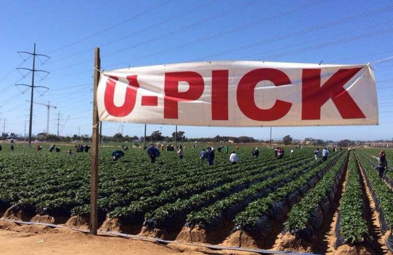 date farms in southern california date farms in southern california