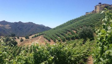 Southern California Wineries & Wine Tasting