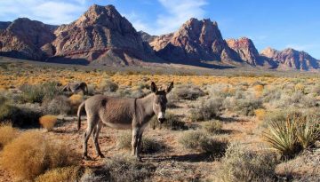 Nevada Day Trips and Attractions