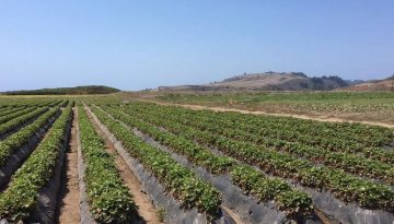 Northern California U-Pick Farms