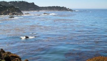Point Lobos State Natural Reserve