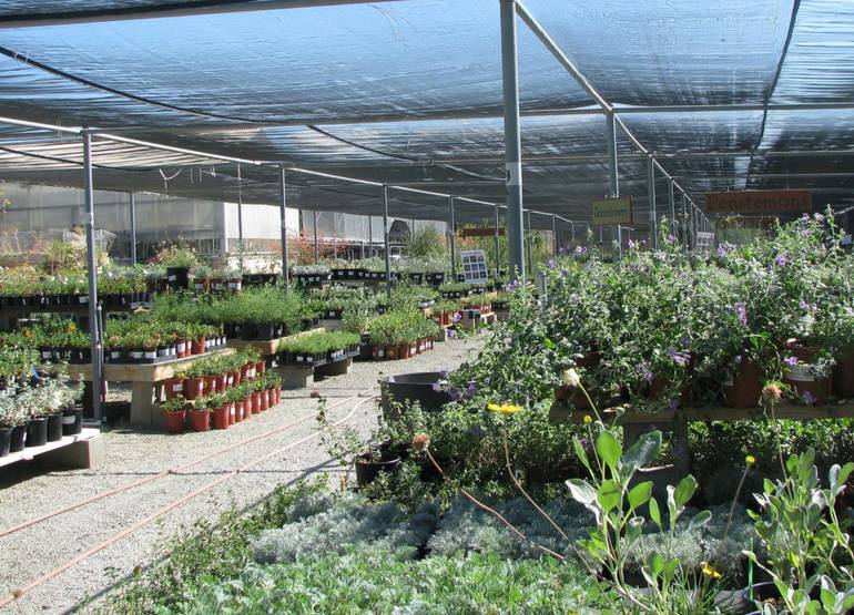 Rancho-Santa-Ana-Botanic-Garden-A-Fun-Family-Day-Trip