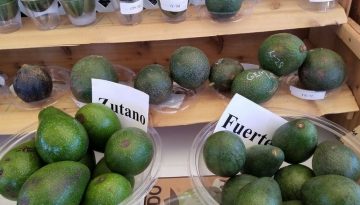 Fallbrook Avocado Festival