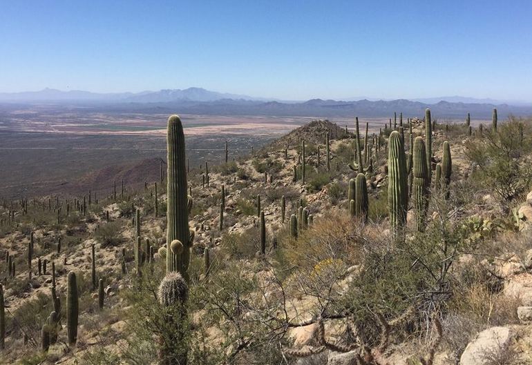 Saguaro National Park: Iconic Saguaro Cactus Landscapes