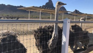 Arizona's quirkiest roadside stop: Rooster Cogburn Ostrich Ranch!