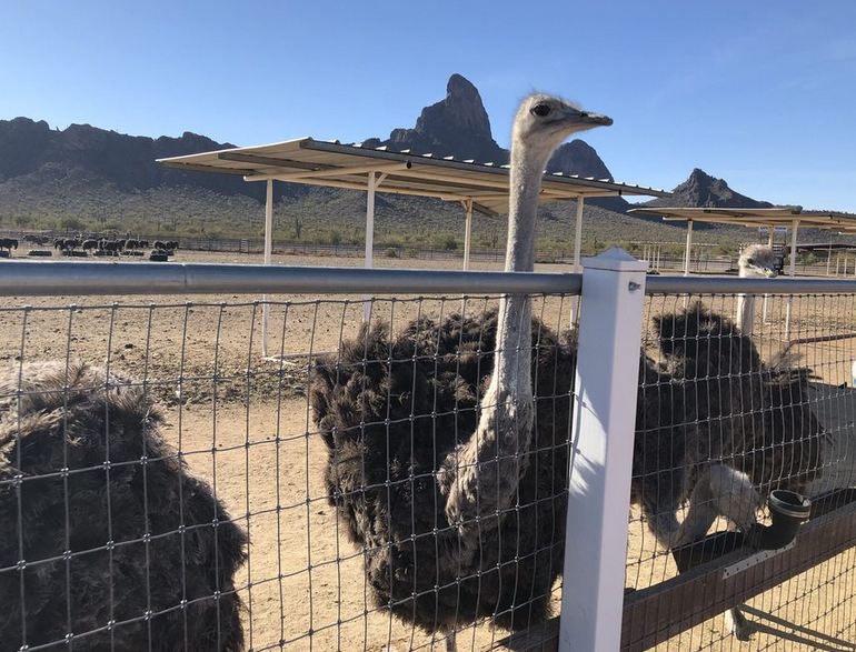 Rooster Cogburn Ostrich Ranch