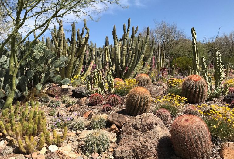 Cactus Garden