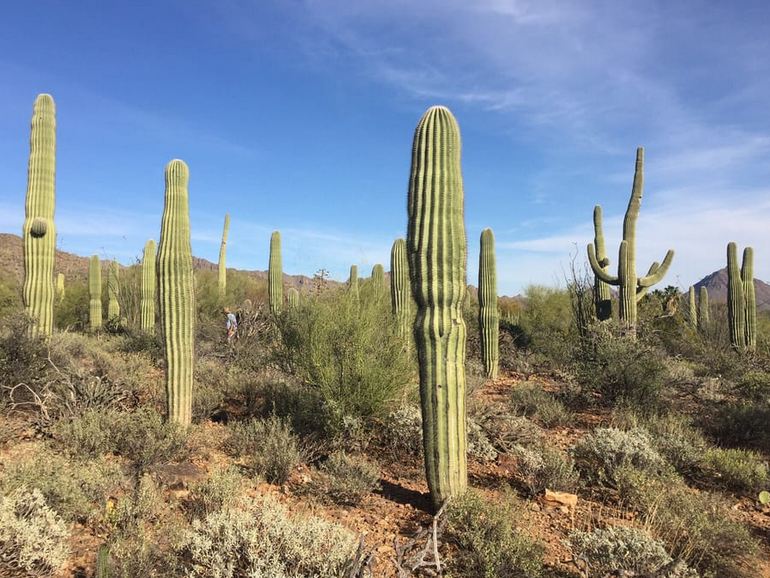 Sonora Desert Museum 
