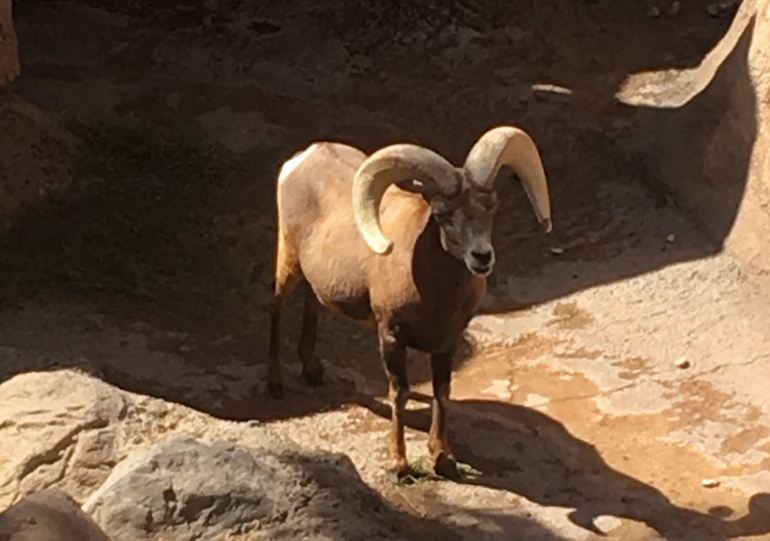 Bighorn Sheep