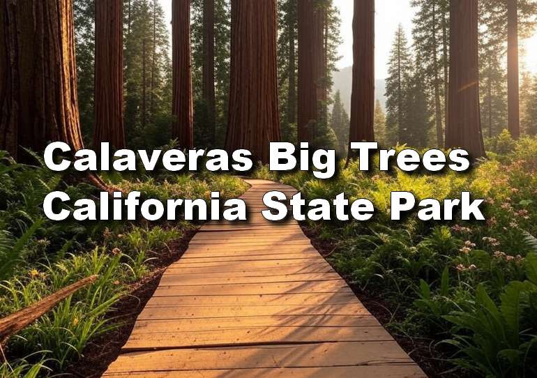 Calaveras Big Trees State Park Day Trip