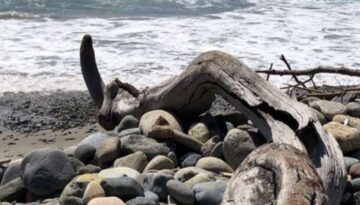 San Onofre State Beach California: Beach Camping - Day Use