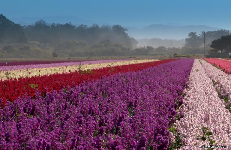 Lompoc California Flower Fields