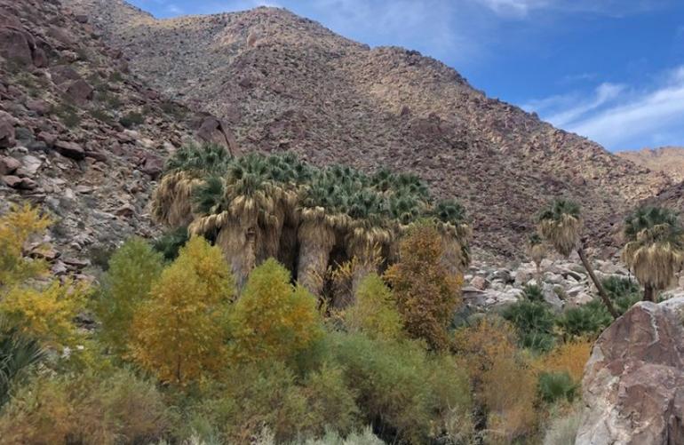 Borrego Palm Canyon Trail & Campground