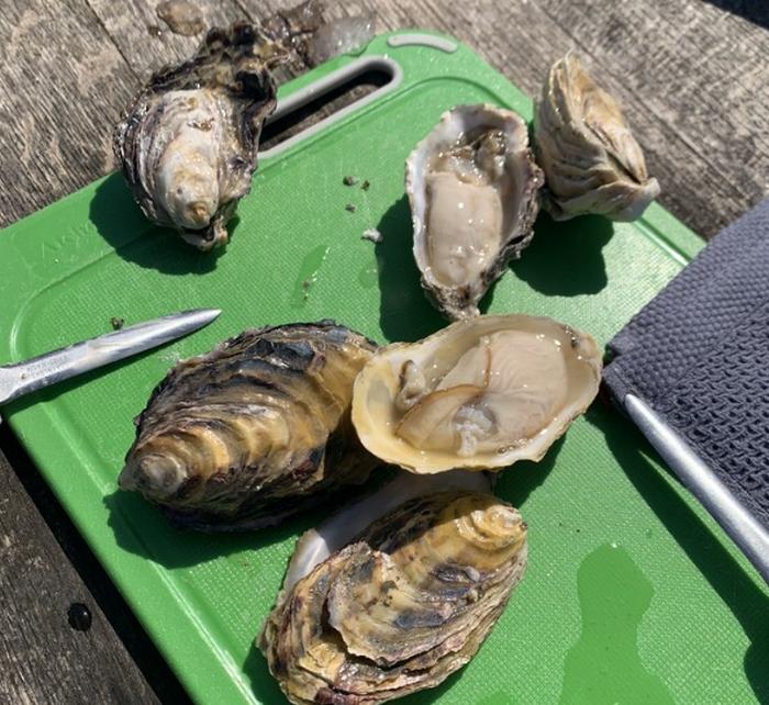 Shucking Oysters