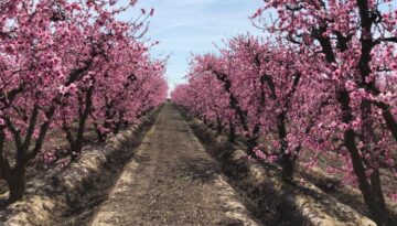 California Central Valley Day Trips