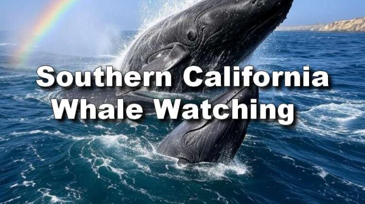 Southern California Whale Watching