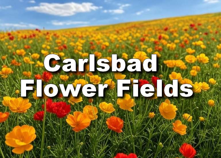 Carlsbad Flower Fields 
