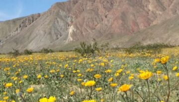 Borrego Springs, California: Flower, sculptures, and Canyons
